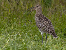 Curlew-8-23