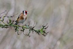 Goldfinch-and-Green-Lichen-m-3-2023