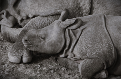 Indian-Rhino-mother-and-calf-m23-23