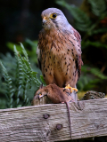 Kestrel-Field-Mouse-M1-23-