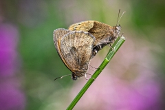 Meadow-Brown-Entanglement-5.23