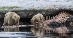 Mother-Cub22-23