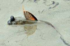 Orange-Spotted-Mudskipper-M1-23-3