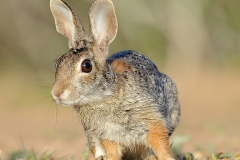 Rabbit-on--M1-23-