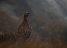 Red-Grouse