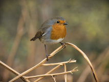 Robin-8-23