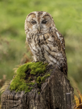 Tawny-Owl-8-23