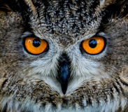The-Eyes-Have-it-22-23