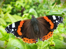 red-admiral-m23-23