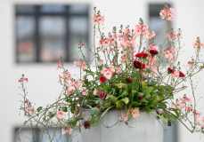 Iceland-flowers