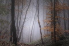 Misty-Woods-m8-21