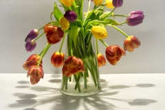 Tulips-m8-21