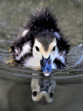 Ducklings-Wake