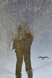 Seagull-in-a-puddle