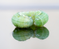 catepillar-curl