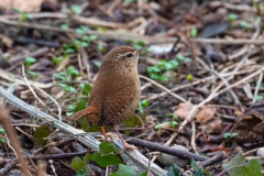 Wren