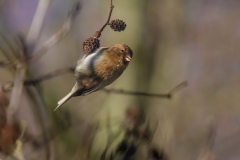 Lesser Redpoll