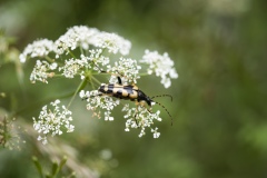 Spotted Longhorn Beetle