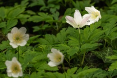 Wood Anemone