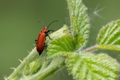 Cardinal Beetle