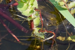 Large Red Damselfly