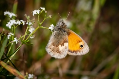 Small Heath