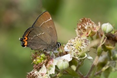 White-letter Hairstreak