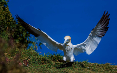 Gannet-Bearing-Gift
