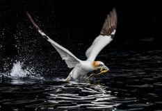 Gannet-take-off