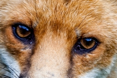 Garden-Fox