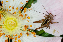 Grasshopper