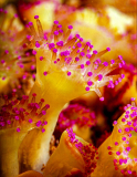 Jewel-Anemone