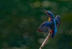 Kingfisher-High-Batts