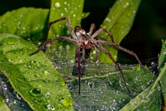 Nursery-Web-Spider