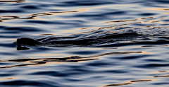 Otter-cruising-by