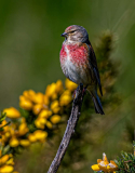 Redpoll-at-Spurn