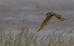 Short-Eared-Owl-Spurn