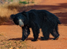 Sloth-Bear-Sri-Lanka