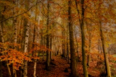 autumn mist- Suzanne Lamb