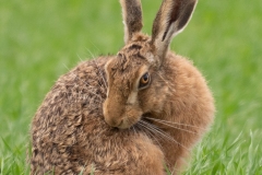 hare