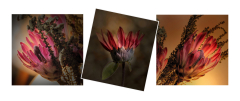 Crimson-Splendour-28-23