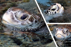 Hawksbill-Turtle-Portraits-M1-23