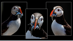 Puffins-22-23