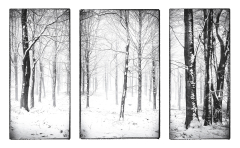 Winter-Woodland-11-23