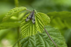 Scorpion-Fly-m-18-21