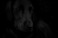 black-to-black-04-21