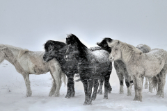 Horses-in-a-White-Out-Storm-M6-24