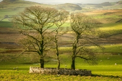 Stone Walls and Trees near Settle