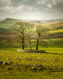 Stone Walls and Trees near Settle